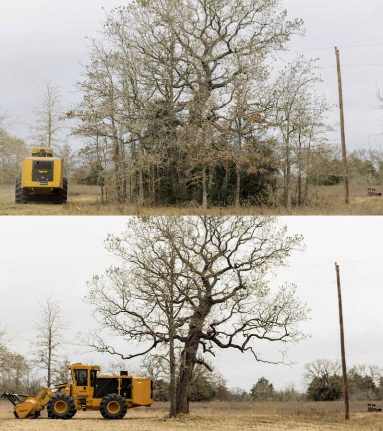 Selective Clearing In Georgetown Tx Forestry Services