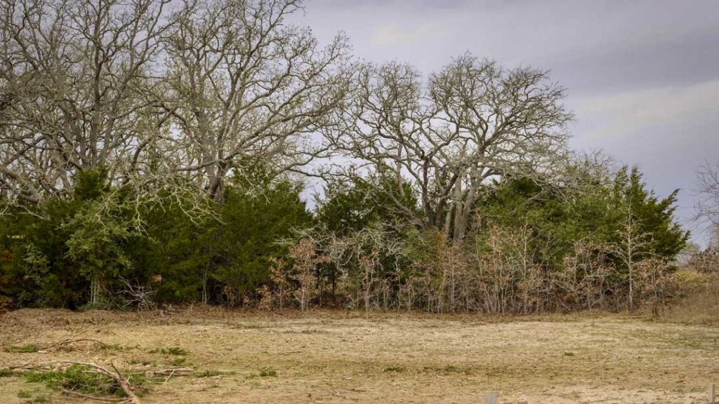 Forested land before clearing with large oak trees and dense brush ready for forestry mulching