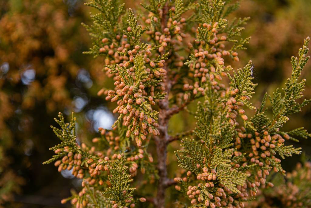A Texas cedar with mature buds.