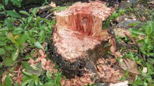A close up of a tree stump, fresh after being cut.