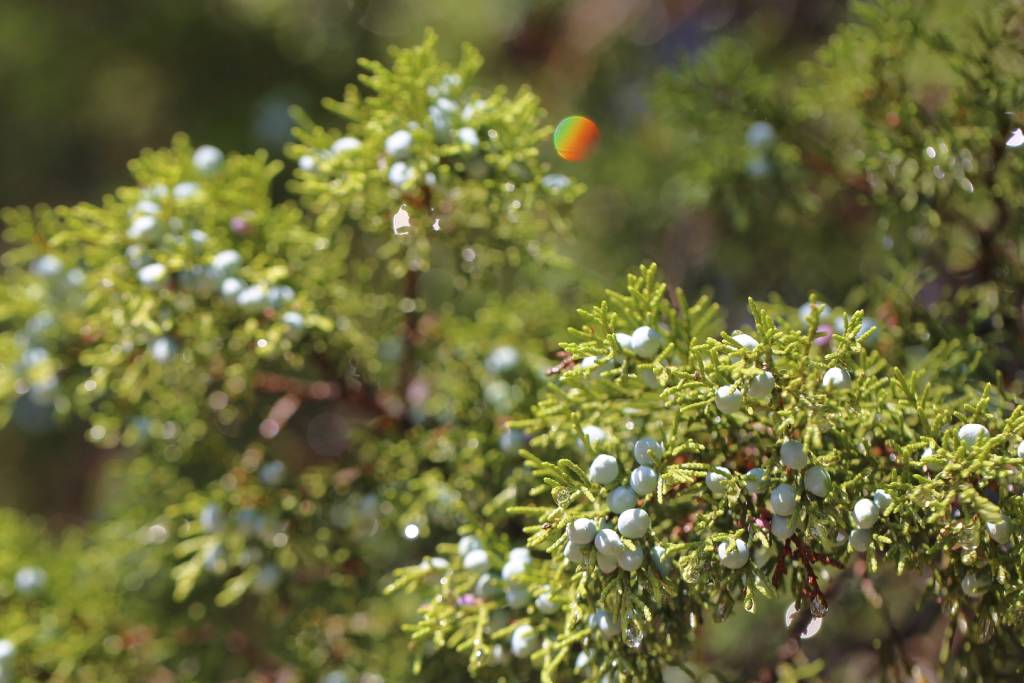 A close up of the berries on an Ashe juniper, also known as a Texas cedar.